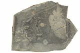 Rare, Dionide Turnbulli Trilobite - Shropshire, England #196672-1
